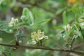 Morrow`s honeysuckle Lonicera morrowii, flowers on a twig